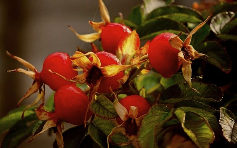 шиповник